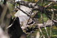 Emys orbicularis