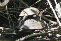 Emys orbicularis