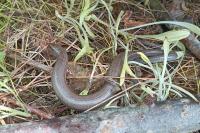 Anguis fragilis