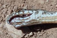 Malpolon monspessulanus
