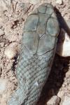 Malpolon monspessulanus
