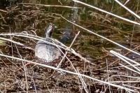 Trachemys scripta