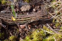 Psammodromus edwarsianus