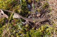 Psammodromus edwarsianus