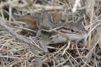 Psammodromus algirus
