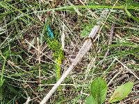 Lacerta bilineata