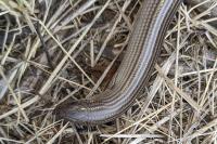 Chalcides striatus