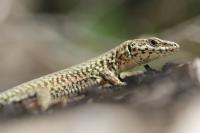 Podarcis liolepis