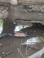 Trachemys scripta