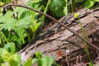 Podarcis muralis