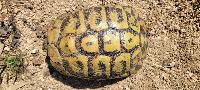 Testudo hermanni