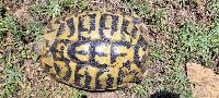Testudo hermanni