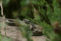 Natrix helvetica