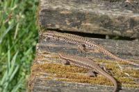 Podarcis muralis