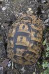 Testudo graeca