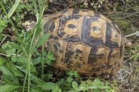 Testudo graeca