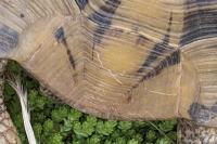 Testudo graeca