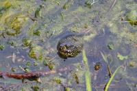 Emys orbicularis