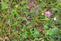 Lacerta bilineata