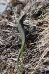 Podarcis muralis