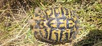 Testudo hermanni