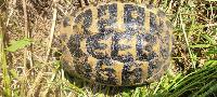 Testudo hermanni