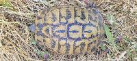Testudo hermanni