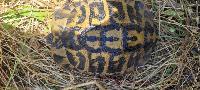 Testudo hermanni