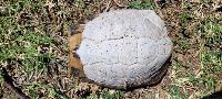 Testudo hermanni
