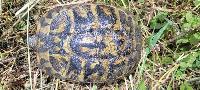 Testudo hermanni