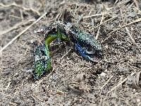 Lacerta bilineata