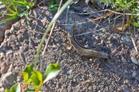 Podarcis muralis