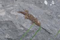 Tarentola mauritanica