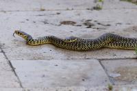 Hierophis viridiflavus