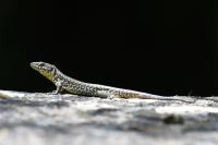 Podarcis muralis