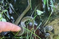 Natrix helvetica