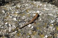 Podarcis muralis