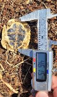 Testudo hermanni