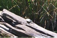 Trachemys scripta