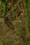 Vipera aspis zinnikeri