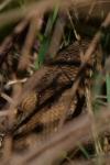 Vipera aspis zinnikeri