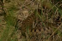 Vipera aspis zinnikeri