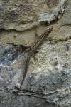 Podarcis muralis