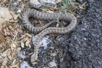 Vipera aspis