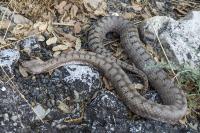 Vipera aspis