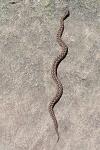 Vipera aspis zinnikeri