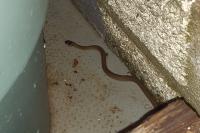 Hierophis viridiflavus