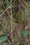 Vipera aspis zinnikeri