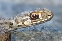 Malpolon monspessulanus