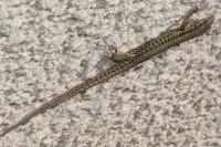 Podarcis muralis